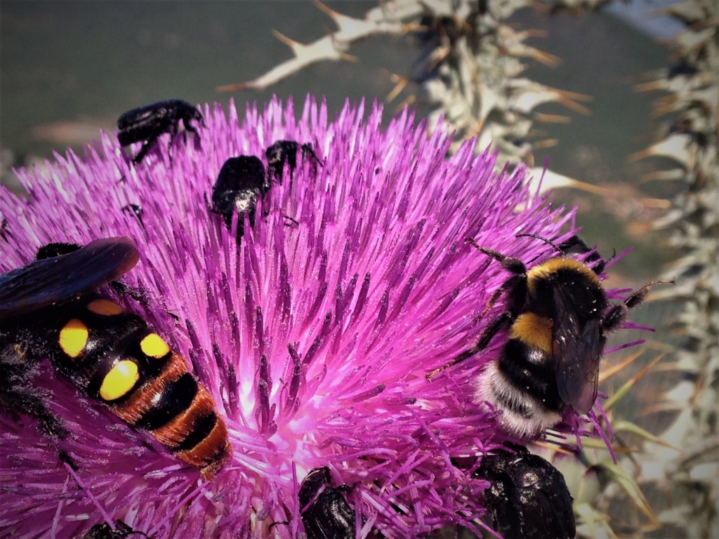 The many bugs of Malthi. Photo by Anne Duray.