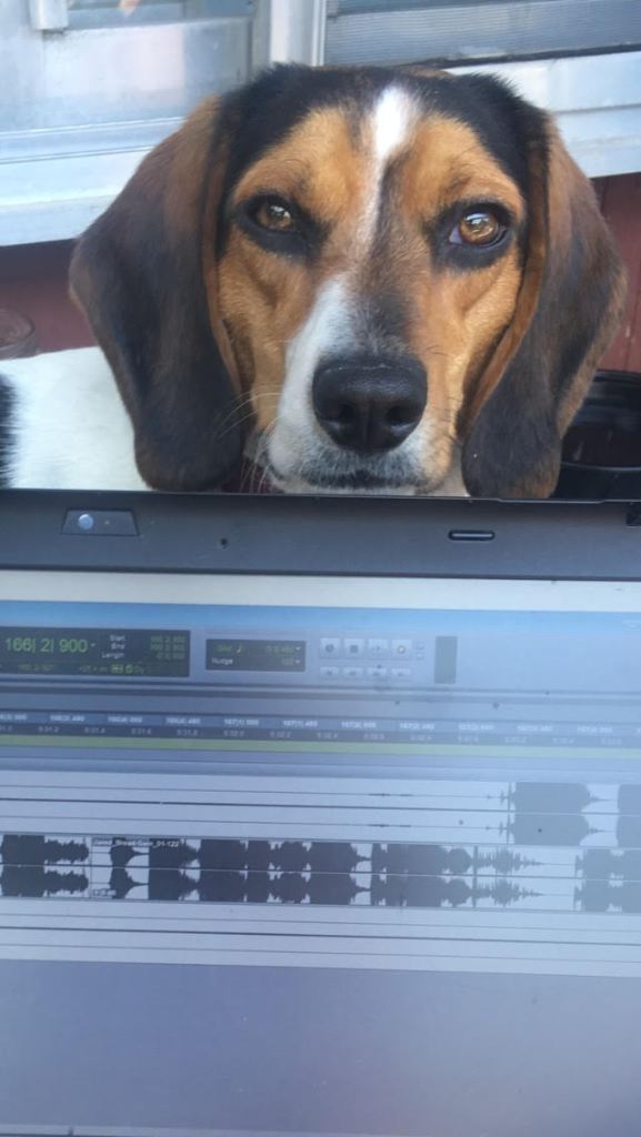 Cassandra's dog looking over the top of her laptop during an editing session.