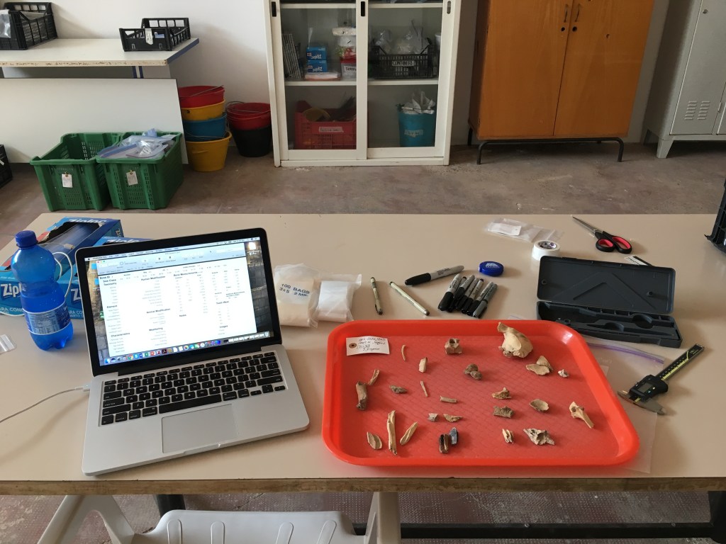 Photo of a desk on which sits a laptop and several bones on a tray, ready for analysis. 