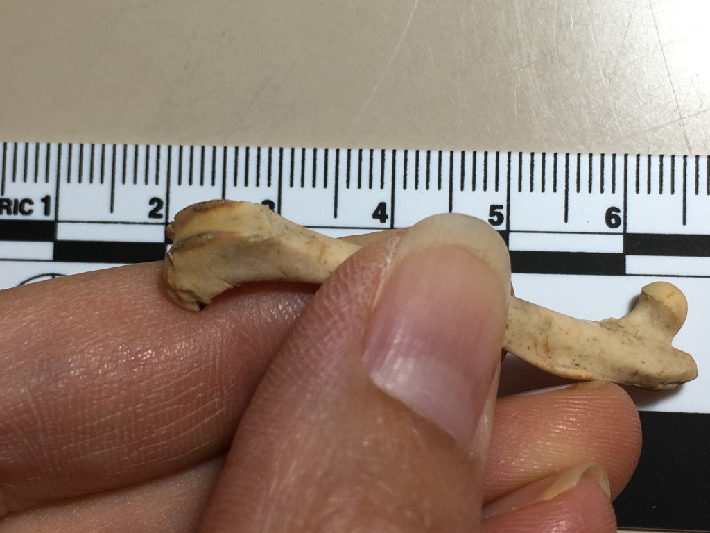 Photo of a hand holding a small bone with evidence of burning. 