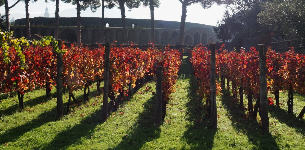 a colourful autumn vineyard in the foreground with an Amphitheatre of Pompeii in the background.