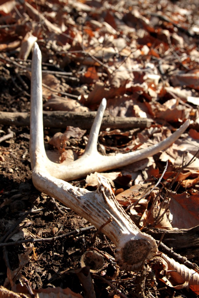 A deer antler lays on the ground surrounded by autumn leaves.