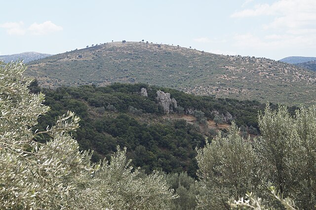 A photograph with olive trees in the foreground, a low hill covered in dark green bushes in the middle ground, and a higher hill covered in scrub in the background
