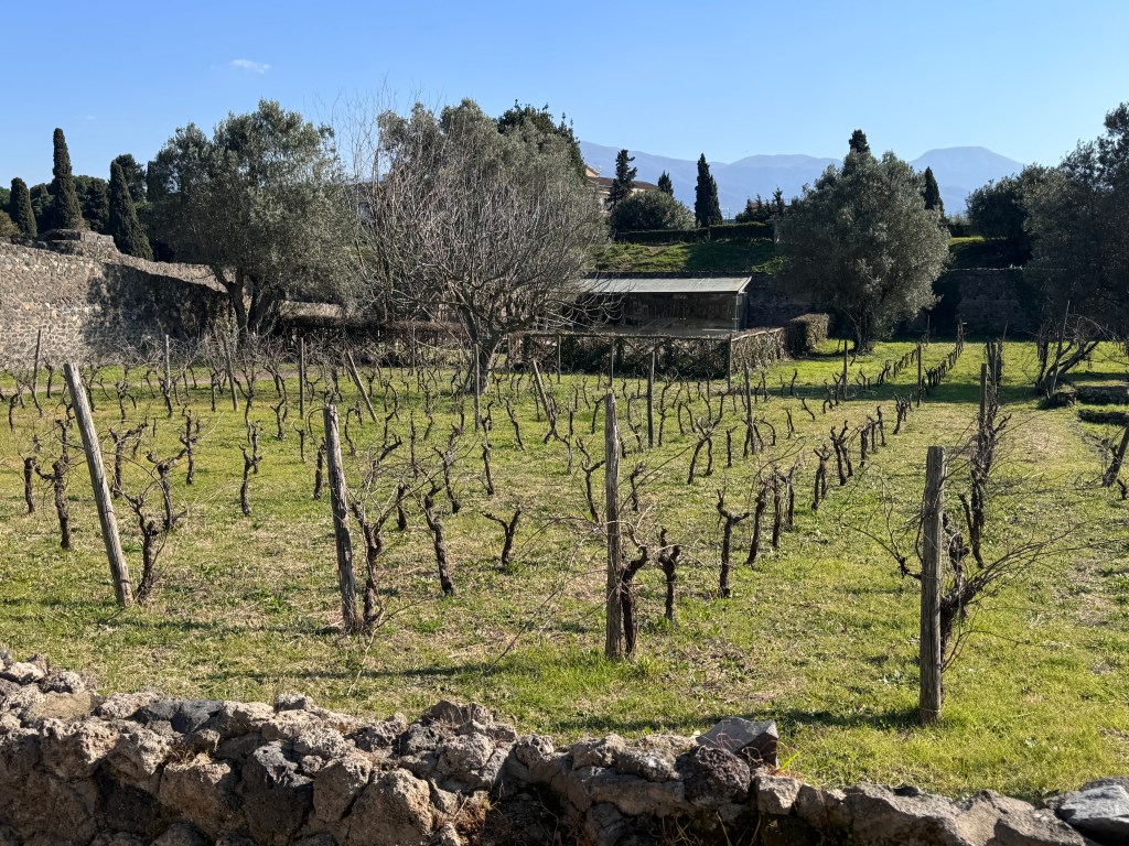 Photograph of a garden in which several small leafless trees are planted in rows.