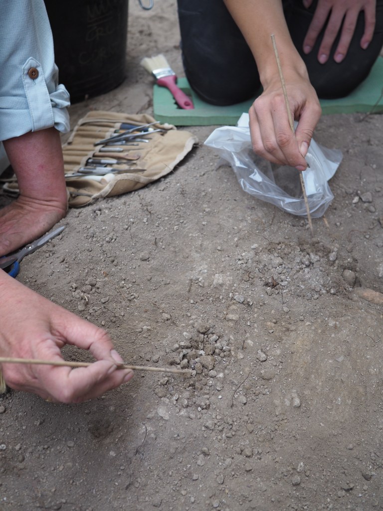 Two hands are visible in this photograph. They use wooden skewers to carefully excavate the soil.